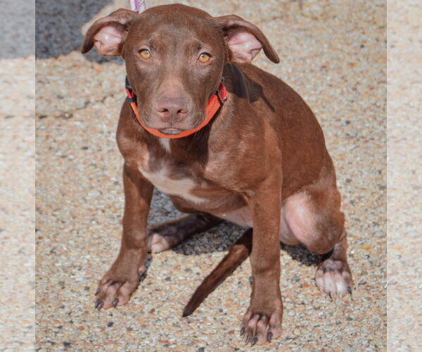 Medium Photo #4 American Staffordshire Terrier-Chocolate Labrador retriever Mix Puppy For Sale in Huntley, IL, USA