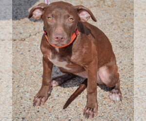 Reece - Female American Staffordshire Terrier-Chocolate Labrador retriever Mix Dog for Adoption - Photo #4