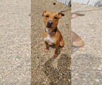 Small #2 American Pit Bull Terrier Mix