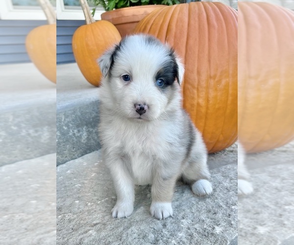 Medium Photo #2 Australian Shepherd Puppy For Sale in LODA, IL, USA