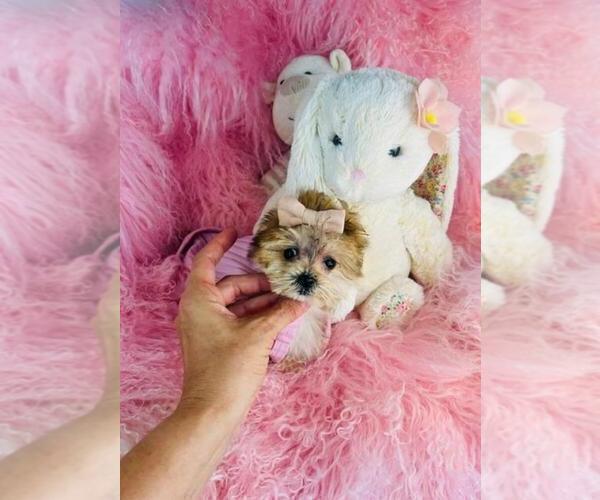 Medium Photo #11 Maltese Puppy For Sale in BOSTON, MA, USA
