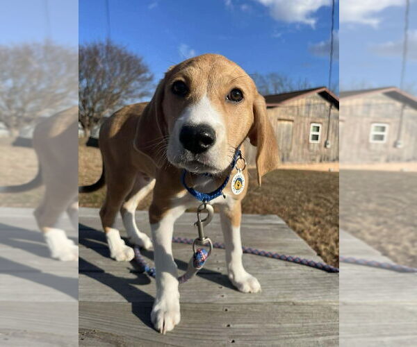 Medium Photo #2 Mutt Puppy For Sale in Candler, NC, USA