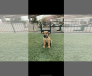 Boerboel Puppy for sale in CHULA VISTA, CA, USA