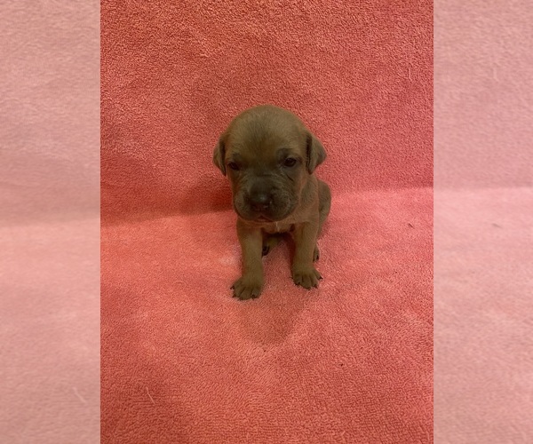 Medium Photo #5 Cane Corso Puppy For Sale in ECLECTIC, AL, USA