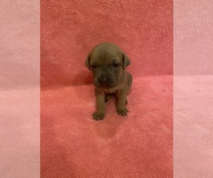 Medium Cane Corso