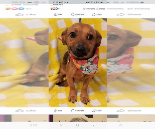 Medium Photo #3 Dachshund-Unknown Mix Puppy For Sale in New York, NY, USA