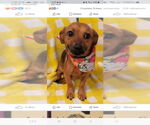 Small #2 Dachshund Mix