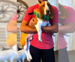Small #4 Basset Hound