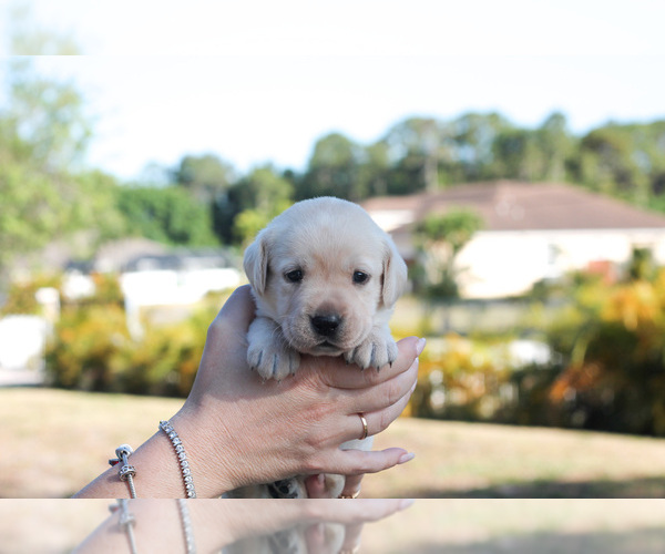 Medium Photo #8 Labrador Retriever Puppy For Sale in WEST PALM BEACH, FL, USA