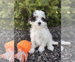 Small #2 Bernedoodle (Miniature)