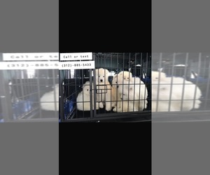 Samoyed Puppy for sale in SAN BERNARDINO, CA, USA