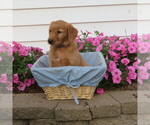 Puppy Purple English Cream Golden Retriever
