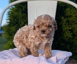 Small #11 Cavapoo (Miniature)