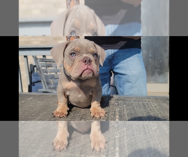 Medium Photo #1 American Bully Puppy For Sale in ROCHELLE, IL, USA