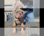 Small Photo #1 American Bully Puppy For Sale in ROCHELLE, IL, USA