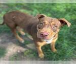 Small Labrador Retriever Mix