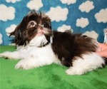 Small #6 Shih Tzu