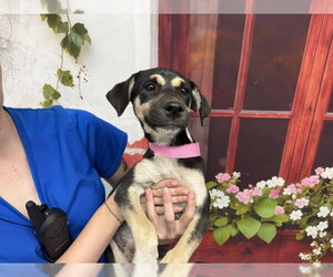 German Shepherd Dog-Unknown Mix Dogs for adoption in San Bernardino, CA, USA