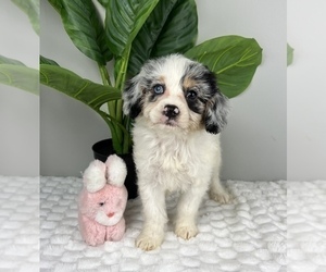 Poodle (Standard) Puppy for sale in FRANKLIN, IN, USA