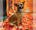 Small Akita-German Shepherd Dog Mix