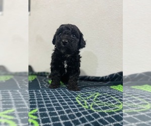 Poodle (Miniature) Puppy for sale in CENTENNIAL, CO, USA