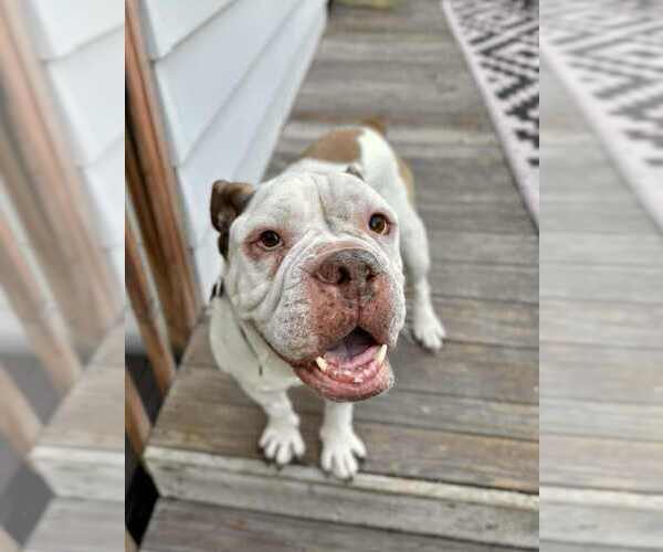 Medium Photo #1 Bull-Boxer Puppy For Sale in Plymouth, MN, USA