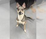 Small Siberian Husky Mix