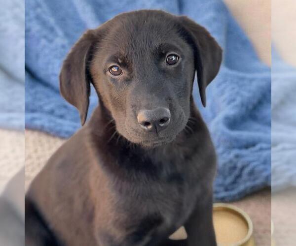 Medium Photo #2 Labrador Retriever-Unknown Mix Puppy For Sale in San Diego, CA, USA