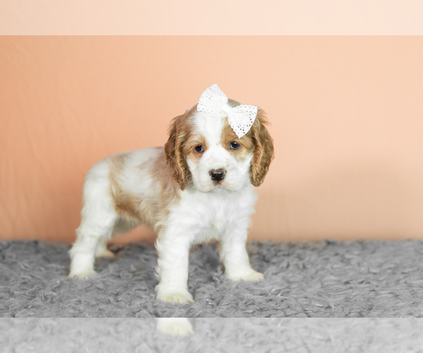 Medium Photo #19 Cocker Spaniel Puppy For Sale in NAPPANEE, IN, USA
