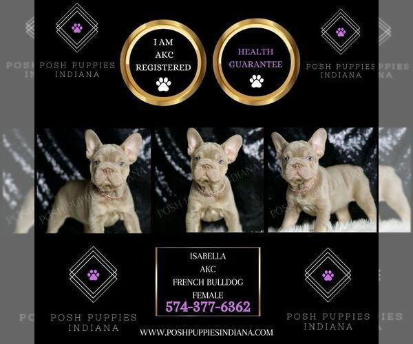 Medium Photo #42 French Bulldog Puppy For Sale in WARSAW, IN, USA