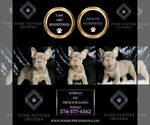 Small #3 French Bulldog