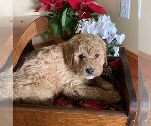 Goldendoodle-Poodle (Standard) Mix Puppy for sale in PORT ROYAL, PA, USA