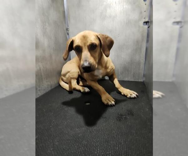 Medium Photo #1 Mutt Puppy For Sale in San Antonio, TX, USA