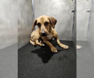 Mutt Dogs for adoption in San Antonio, TX, USA