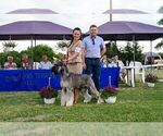 Small Photo #1 Schnauzer (Giant) Puppy For Sale in Hatvan, Heves, Hungary