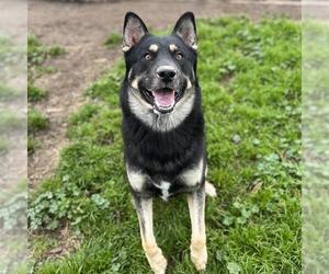 German Shepherd Dog-Siberian Husky Mix Dogs for adoption in Modesto, CA, USA