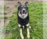 Small German Shepherd Dog-Siberian Husky Mix
