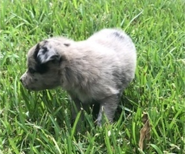 Medium Photo #5 Australian Shepherd Puppy For Sale in SILVER CREEK, MS, USA