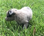 Small #4 Australian Shepherd