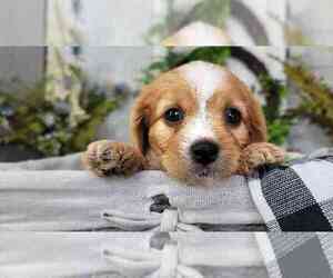 Cavapoo Puppy for sale in NAPLES, FL, USA