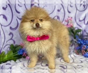 Pomeranian-Unknown Mix Puppy for sale in LANCASTER, PA, USA