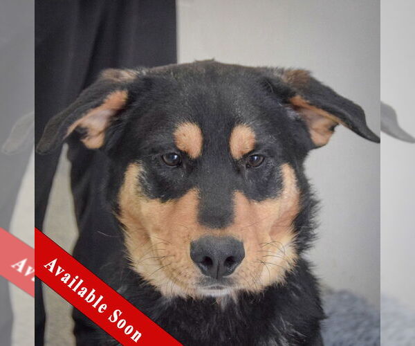 Medium Photo #1 Rottweiler-Unknown Mix Puppy For Sale in Huntley, IL, USA