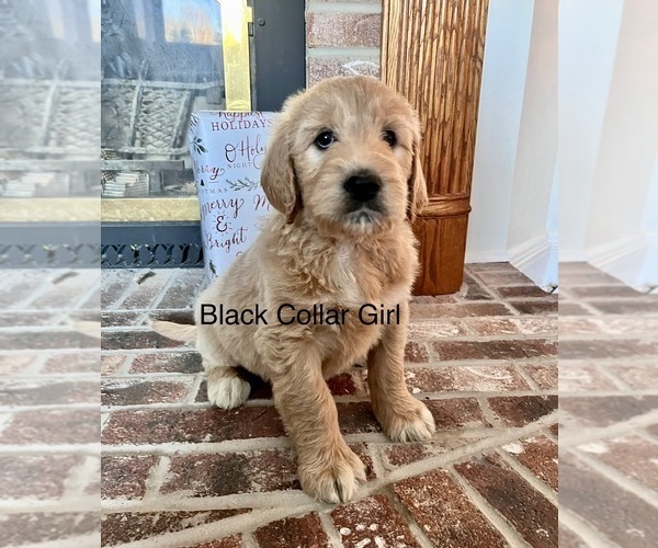 Medium Photo #1 Goldendoodle Puppy For Sale in ANTWERP, NY, USA