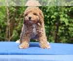 Small #35 Poodle (Toy)