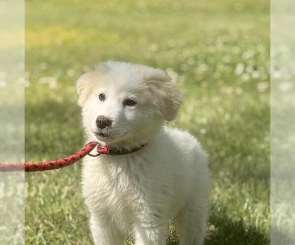 Medium Photo #1 Great Pyrenees-Unknown Mix Puppy For Sale in Yardley, PA, USA