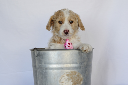 Medium Photo #1 Aussiedoodle Puppy For Sale in MONTROSE, CO, USA