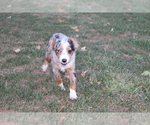 Small Photo #2 Miniature Australian Shepherd Puppy For Sale in SHILOH, OH, USA