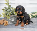Small #1 Cavapoo