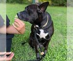 Small #1 American Staffordshire Terrier Mix