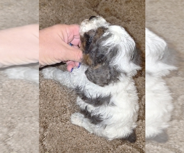 Medium Photo #14 Poodle (Toy) Puppy For Sale in DYERSBURG, TN, USA